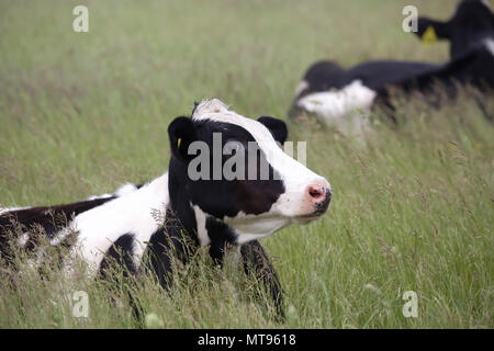 Brighton,UK,29 mai 2018,après une chaude bank holiday weekend les orages sont prévus à Brighton. Au cours de la Surrey Downs Hills vaches établir entre les les précipitations. Ciels sombres indiquent les prochaines tempêtes.Credit : Keith Larby/Alamy Live News Banque D'Images