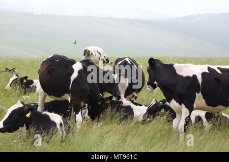 Brighton,UK,29 mai 2018,après une chaude bank holiday weekend les orages sont prévus à Brighton. Au cours de la Surrey Downs Hills vaches établir entre les les précipitations. Ciels sombres indiquent les prochaines tempêtes.Credit : Keith Larby/Alamy Live News Banque D'Images