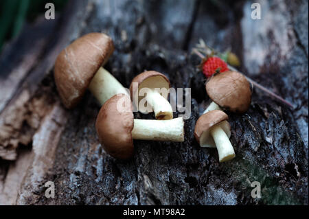 Groupe de champignons forestiers comestibles (Suillus luteus) en arrière-plan d'une souche Banque D'Images