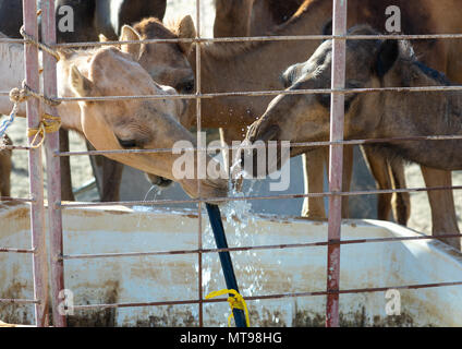 Les chameaux assoiffés de boire dans une ferme, le Gouvernorat de Dhofar, Wadi Dokah, Oman Banque D'Images