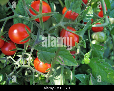 De plus en plus sur les plantes de tomates cerises Banque D'Images
