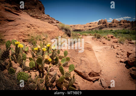 Parcours Araignée Poison, Moab, Utah, USA Banque D'Images