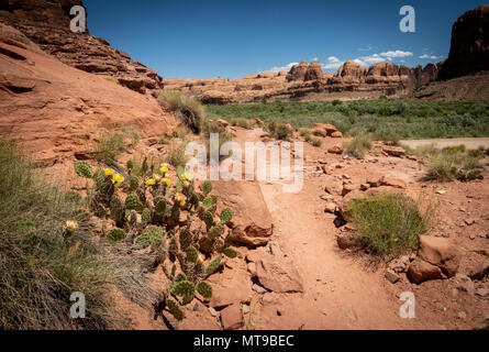 Parcours Araignée Poison, Moab, Utah, USA Banque D'Images