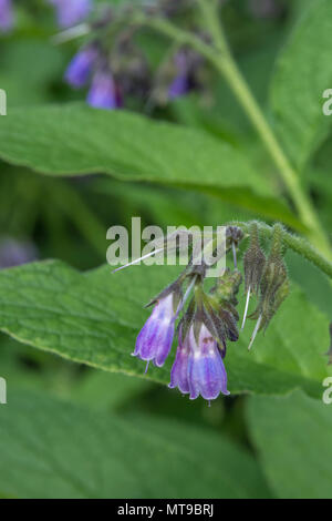 La floraison / Consoude Symphytum officinale Symphytum x uplandicum ou sur une journée ensoleillée. Utilisé comme tisanes / plante médicinale. Modèle assez petite. Banque D'Images