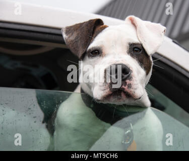 Un programme dynamique de bull-terrier américain de mine incliné vers l'extérieur de la fenêtre d'une camionnette dans un terrain de stationnement Banque D'Images