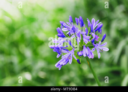 Belle fleur. Agapanthus Blue. Agapanthus est un genre de plantes vivaces qui fleurissent en été, selective focus Banque D'Images