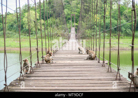 Macaca fascicularis, singes assis sur le pont suspendu en bois du parc national de Kaeng Krachan, Thaïlande Banque D'Images