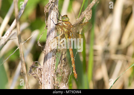 Un Hawker Norfolk également connu sous le nom de Green-eyed, Hawker Aeshna isosceles, se reposer au soleil. Banque D'Images