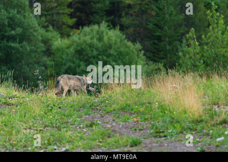 Triste image du loup gris en plastique transportant des déchets laissés par les humains. Problème de plastique et de la faune. Le loup mange le plastique. Dans la nature des déchets, la tristesse. Banque D'Images