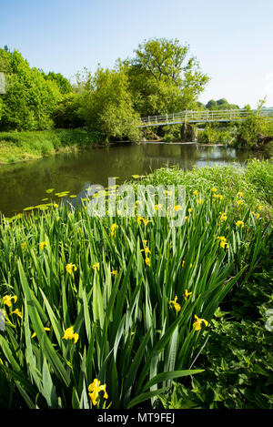 Iris jaune, Iris pseudacorus, également connu sous le nom de drapeau jaune, poussant sur les rives de la rivière Stour près de Dorset, Pont Colbert (vu dans l'arrière-plan, t Banque D'Images