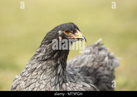 Poulet domestique, race : Partridge Brahma. Portrait d'une poule. Allemagne Banque D'Images