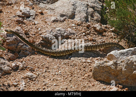 Crotales de l'Ouest (Crotalus molossus) en Arizona - USA Banque D'Images