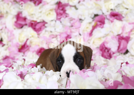 Boxeur allemand. Puppy (7 semaines) se prélassant parmi les fleurs de rose. Studio photo. Allemagne Banque D'Images