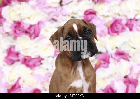 Boxeur allemand. Puppy (7 semaines) assis parmi les fleurs de rose, portrait. Studio photo. Allemagne Banque D'Images