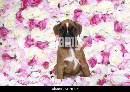 Boxeur allemand. Puppy (7 semaines) assis parmi les fleurs de rose. Studio photo. Allemagne Banque D'Images