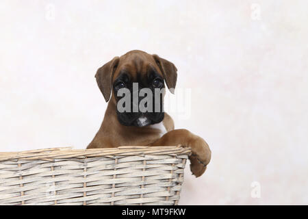 Boxeur allemand. Puppy (de 7 semaines) dans un panier. Studio photo. Allemagne Banque D'Images
