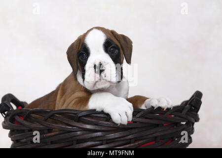 Boxeur allemand. Puppy (de 7 semaines) dans un panier. Studio photo. Allemagne Banque D'Images