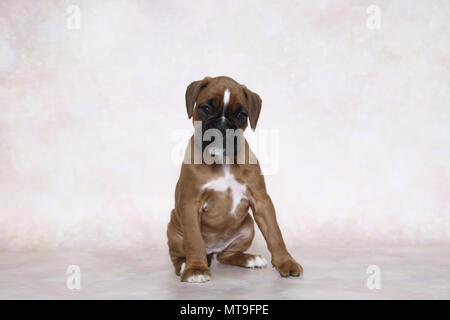 Boxeur allemand. Puppy (7 semaines). Studio photo. Allemagne Banque D'Images