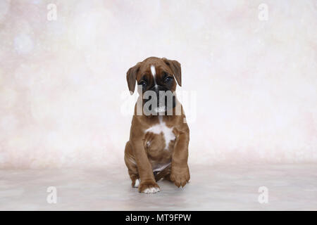 Boxeur allemand. Puppy (7 semaines). Studio photo. Allemagne Banque D'Images