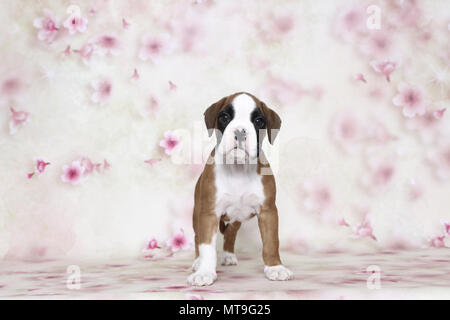 Boxeur allemand. Puppy (7 semaines). Studio photo vu sur un fond blanc avec impression de fleurs. Allemagne Banque D'Images