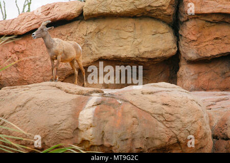 Big Horn Sheep ( mort a ). Musée du désert, Tucson USA Banque D'Images