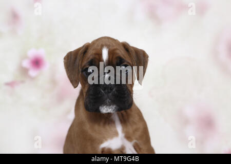 Boxeur allemand. Portrait d'un chiot (7 semaines). Studio photo vu sur un fond blanc avec impression de fleurs. Allemagne Banque D'Images