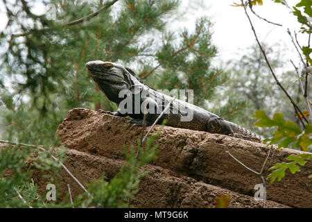 Dragon Woody. Portrait de l'iguane vert sur le rocher Banque D'Images