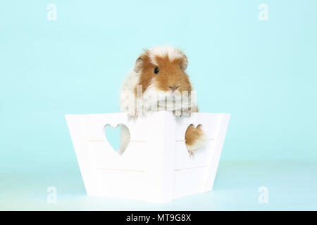 US-Teddy cobaye dans une petite boîte blanche avec des trous en forme de cœur. Studio photo contre un fond bleu clair Banque D'Images