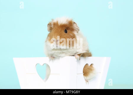US-Teddy cobaye dans une petite boîte blanche avec des trous en forme de cœur. Studio photo contre un fond bleu clair Banque D'Images