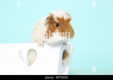 US-Teddy cobaye dans une petite boîte blanche avec des trous en forme de cœur. Studio photo contre un fond bleu clair Banque D'Images