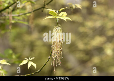 Fort Ancien (Acer negundo variegatum). Avec des fleurs femelles au printemps. Allemagne Banque D'Images