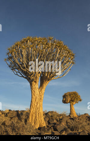 Quiver Tree (Aloe dichotoma). Autrefois l'accuse des branches de ces arbres ont été utilisés comme par le carquois Bushmen. Quiver Tree Forest près de Keetmanshoop, la Namibie. Banque D'Images