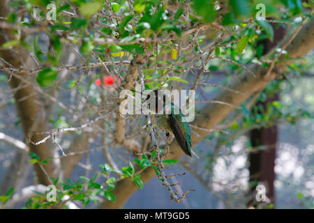 Colibri Selasphorus Flammula (volcan) Banque D'Images