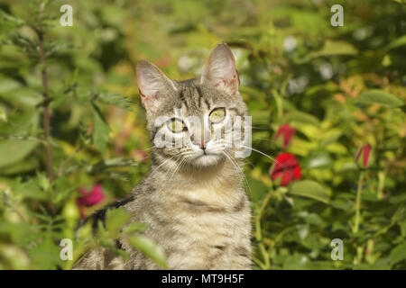 Chat domestique. Les Tabby assis parmi des roses dans un jardin. Allemagne Banque D'Images