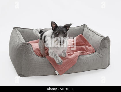 Jack Russell Terrier. Chien adulte (2 ans) sautant d'un lit pour animaux de compagnie. Allemagne Banque D'Images