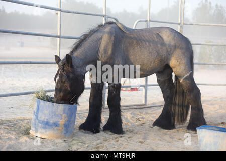 Cheval ardennais. Clippé feedding adultes à partir d'un seau. Abu Dhabi Banque D'Images