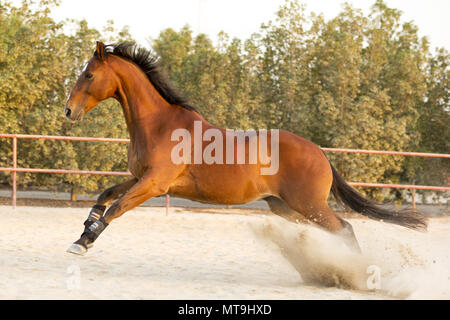 Stockhorse australienne. Hongre baie dans un paddock au galop. Abu Dhabi Banque D'Images