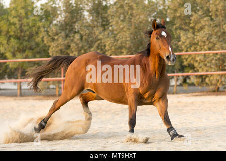 Stockhorse australienne. Hongre baie faisant escale dans un enclos. Abu Dhabi Banque D'Images