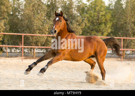 Stockhorse australienne. Hongre baie dans un paddock au galop. Abu Dhabi Banque D'Images