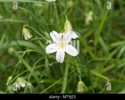 Un gros plan d'une seule fleur de la stellaire à pétales en forme d'étoile Banque D'Images