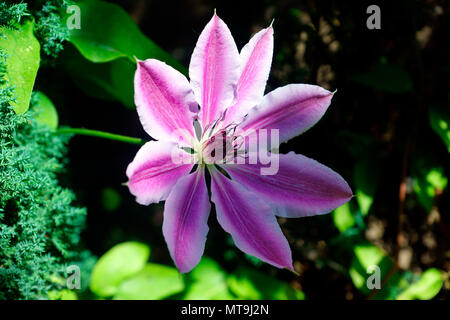 CLEMATIS OUVERTURE AU SOLEIL Banque D'Images