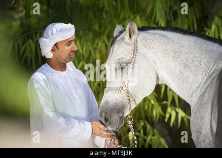 Cheval Arabe. Homme debout à côté d'adultes gris vêtu du costume traditionnel halter. Abu Dhabi Banque D'Images