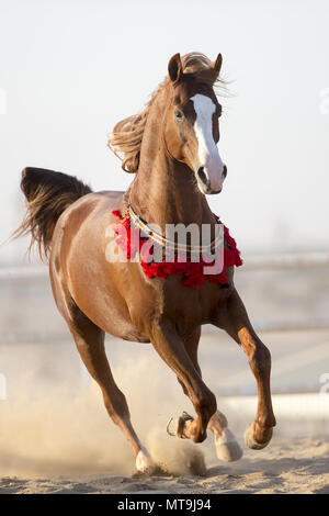 Cheval Arabe. Étalon alezan galoper dans le désert. Abu Dhabi Banque D'Images