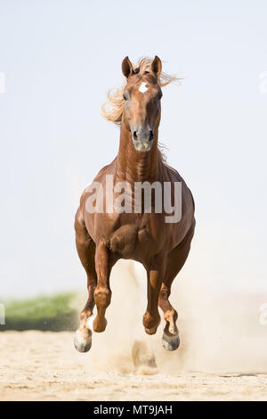 Cheval Arabe. Étalon alezan galoper dans le désert. Abu Dhabi Banque D'Images