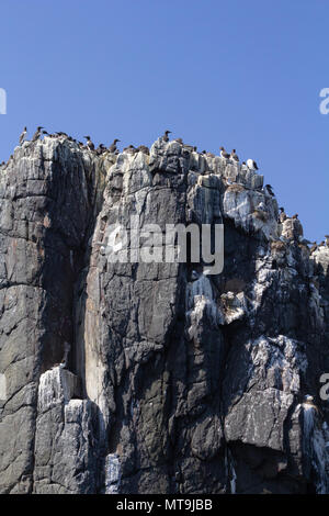 Guillemot sur les îles Farne Banque D'Images