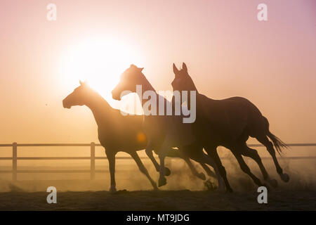 Arabian Horese. Trois chevaux au coucher du soleil, au galop dans un enclos. Abu Dhabi Banque D'Images