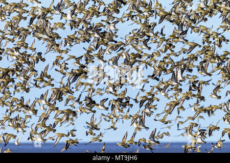 Pluvier doré (Pluvialis apricaria). Troupeau en vol. Schleswig-Holstein mer des Wadden Parc National. Allemagne Banque D'Images