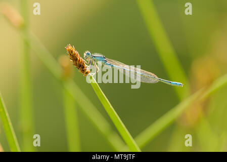 Le délicat Coenagrion scitulum-demoiselle, également connu sous le nom de bluet, dainty est une demoiselle bleue de la famille Coenagrionidae, sont Odonata (libellules & Banque D'Images