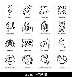 Ensemble de 16 icônes modifiable simple comme la thyroïde, avec des liquides de l'estomac, basophiles, langue et de la bouche, les hommes de la jambe, grosses lèvres, Lymphonodus, côtes, l'Fingerp Illustration de Vecteur