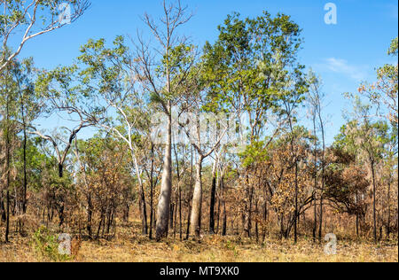 Les forêts d'eucalyptus de savane le long de la Gibb River Road, Kimberley, WA, Australie. Banque D'Images